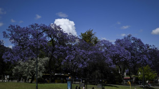 Cada primavera Lisboa se viste de azul y malva con la floración de los jacarandás