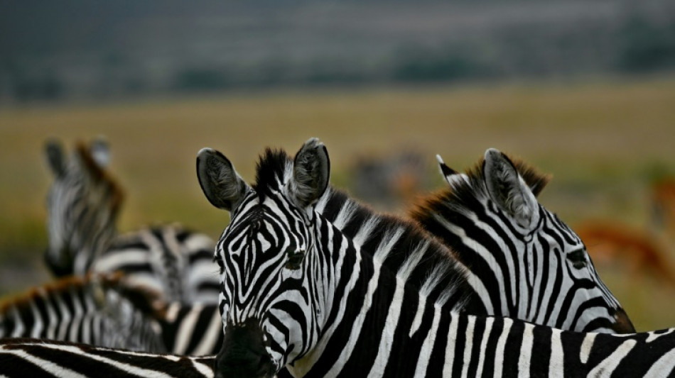 Z, uma zebra &agrave; solta nos EUA