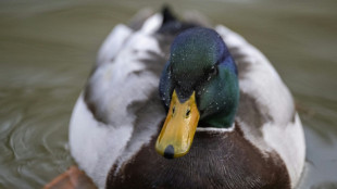 Erboste Ente kopf&uuml;ber in Schornstein: Schwieriger Einsatz f&uuml;r Helfer in Kiel