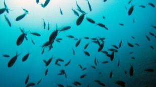 Organismo de ONU se propone regular explotaci&oacute;n minera submarina para 2025