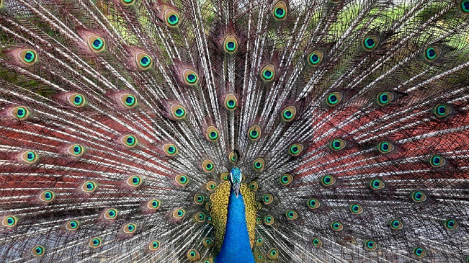 Pfau in Baden-W&uuml;rttemberg offenbar mit Armbrust totgeschossen