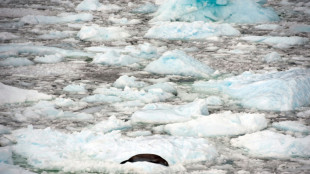 R&eacute;cord de reducci&oacute;n estival de la capa de hielo en el Oc&eacute;ano Ant&aacute;rtico