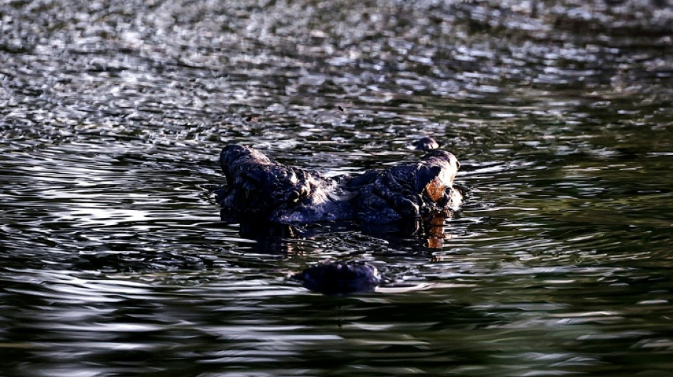 La polic&iacute;a advierte que hay "cocodrilos por todas partes" tras las inundaciones en Australia