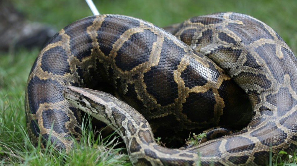 Drei Meter lange W&uuml;rgeschlange in Bachlauf in Schleswig-Holstein entdeckt