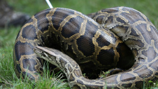 Drei Meter lange W&uuml;rgeschlange in Bachlauf in Schleswig-Holstein entdeckt