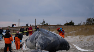 Cient&iacute;ficos revelan el rol del excremento de ballena en el ecosistema