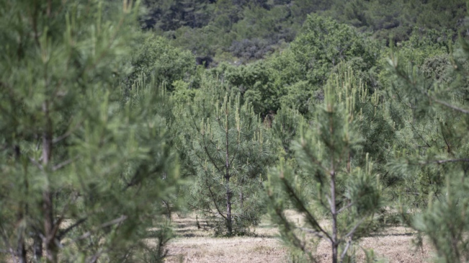 En Provence, une nouvelle "mosa&iuml;que" d'arbres pour lutter contre la mort de la for&ecirc;t