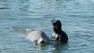 Griechische Behörden entlassen verletzten Wal wieder ins offene Meer