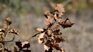 Climat: les huit derni&egrave;res ann&eacute;es ont &eacute;t&eacute; les plus chaudes jamais enregistr&eacute;es
