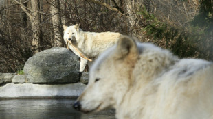 Bauernpräsident fordert Höchstgrenze für Wölfe in Deutschland