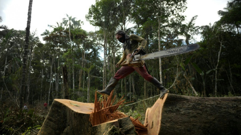 Forscher: Amazonas-Regenwald droht zur Savanne zu werden