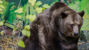 Eslovaquia autoriza el comercio de carne de oso pese a las cr&iacute;ticas