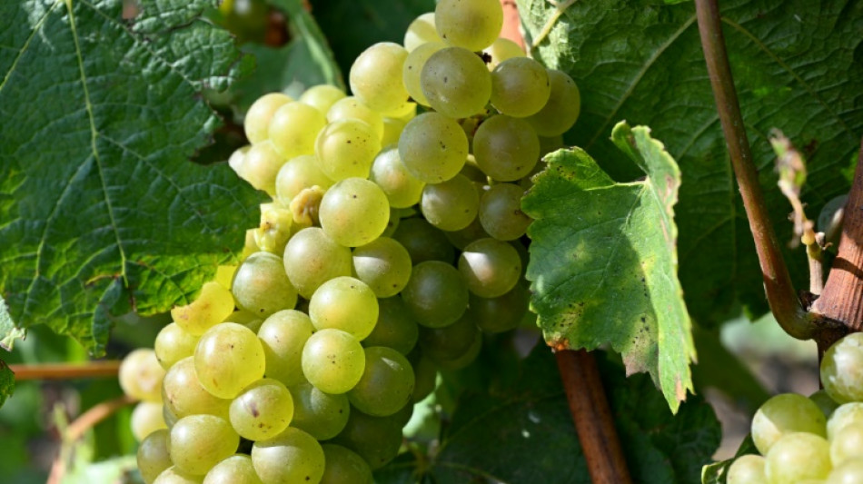 Kurz vor Traubenernte: Diebe r&auml;umen zwei Weinberge in Rheinland-Pfalz leer