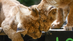 K&ouml;lner Zoo verteidigt umstrittene Einschl&auml;ferung von L&ouml;wenjungen