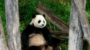 Le coeur lourd, Washington dit adieu &agrave; ses pandas qui s'en vont en Chine 