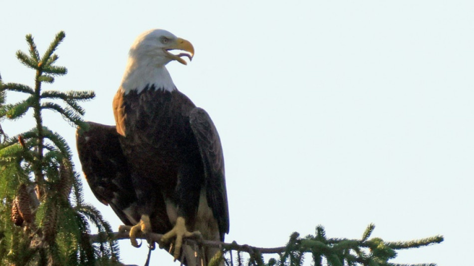 La administraci&oacute;n de Trump propone redefinir el "da&ntilde;o" respecto a las especies en peligro