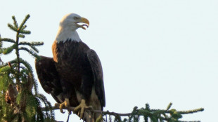 Trump admin proposes redefining 'harm' to endangered animals