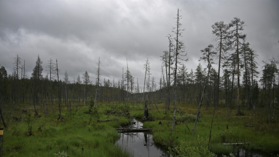 Selten und w&auml;hrend Paarungszeit blau gef&auml;rbt: Moorfrosch ist Lurch des Jahres 