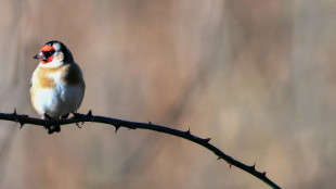 Trafic d'esp&egrave;ces prot&eacute;g&eacute;es d'oiseaux, le proc&egrave;s renvoy&eacute; au 15 janvier