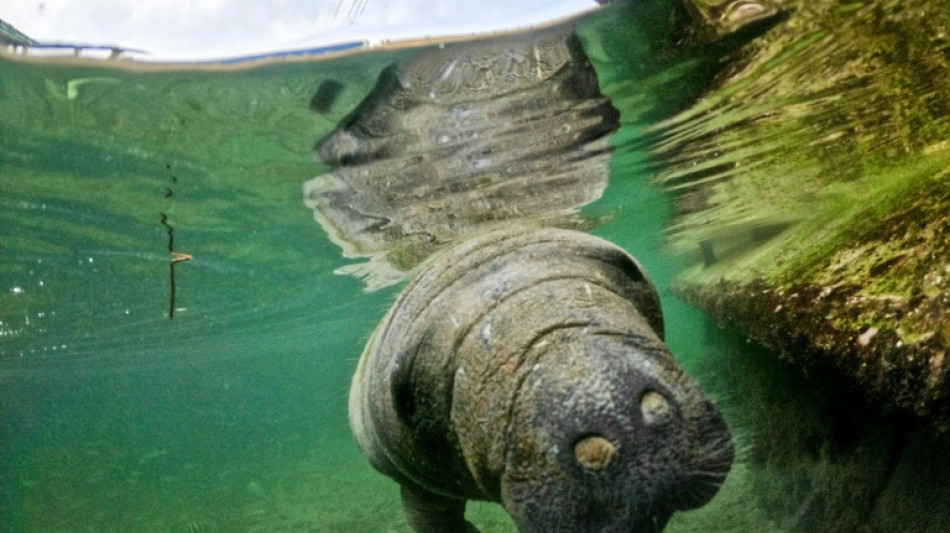 Guardianes del manat&iacute; al rescate de una especie que desaparece en Colombia