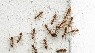 La "personnalité" des fourmis conditionne celle de leur colonie