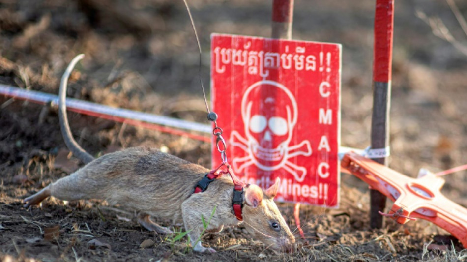 Un rat&oacute;n en Camboya establece r&eacute;cord de detecci&oacute;n de minas
