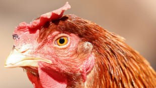 Hühner- und Gänsemörder treibt in Oberfranken sein Unwesen