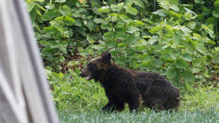 Un hombre encuentra a un oso en el sal&oacute;n de su casa en Jap&oacute;n
