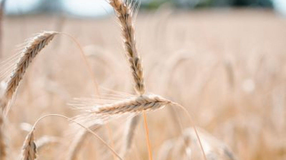 Fao, stabile l'indice dei prezzi alimentari a maggio