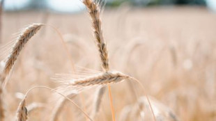 Fao, stabile l'indice dei prezzi alimentari a maggio