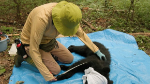 In Japan's mountains, a different way to manage bears