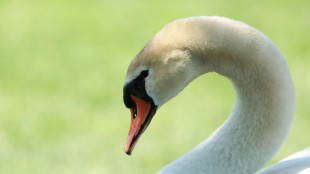 Mit F&uuml;&szlig;en in Angelsehne verfangen: Polizisten befreien Schwan in Rostocker Hafen