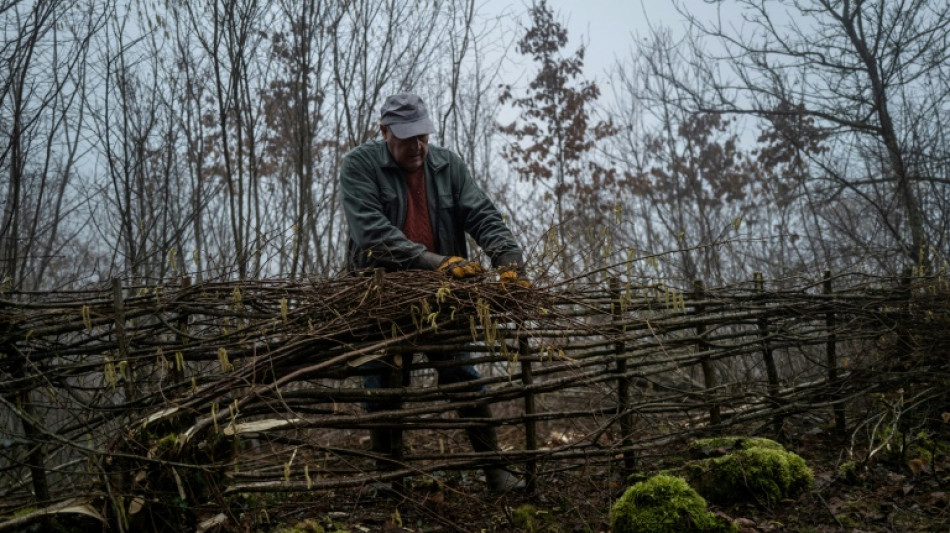 Remparts contre le r&eacute;chauffement, des haies ancestrales refleurissent en France