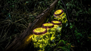 Las luci&eacute;rnagas prefieren aparearse en la oscuridad 