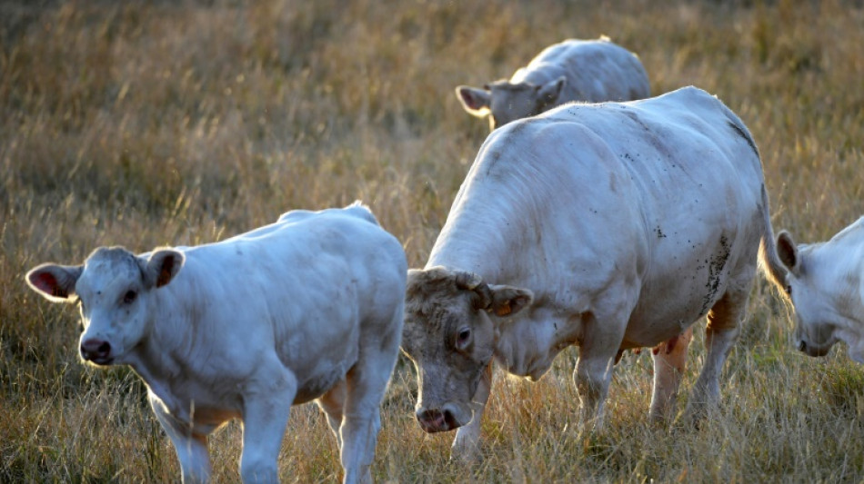 Acordo UE-Mercosul: esperan&ccedil;a e medo para agricultores europeus e sul-americanos