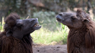 Kölner Zoo freut sich über Nachwuchs bei Trampeltieren