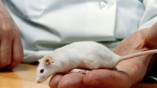 Souris lyophylis&eacute;es: une nouvelle technique pour conserver les esp&egrave;ces