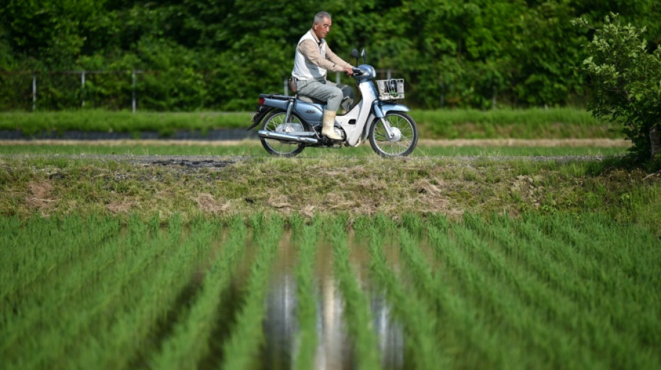 Face &agrave; la flamb&eacute;e des prix du riz, les agriculteurs japonais sonnent l'alarme