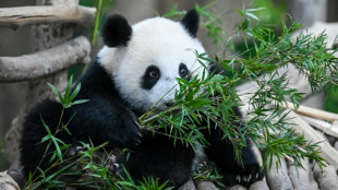 Malásia se despede de dois filhotes de panda antes de mudança para China