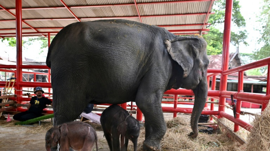 Tha&iuml;lande: rare naissance d'&eacute;l&eacute;phants jumeaux