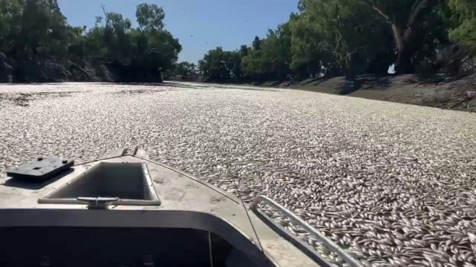 Millionen tote Fische verstopfen australischen Fluss 