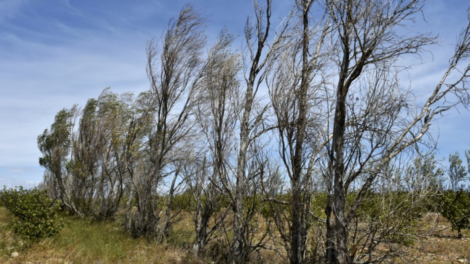 Le gouvernement pr&eacute;sente un "pacte" pour planter 50.000 km de nouvelles haies d'ici 2030