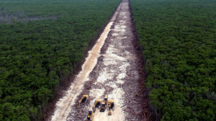 Baumfällverbot auf Baustelle von umstrittenem Maya-Zug in Mexiko