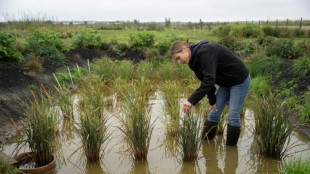 Growing rice in the UK 'not so crazy' as climate warms