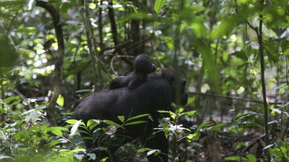 Pour les gorilles du Gabon, le cercle vertueux protection, &eacute;tude, tourisme