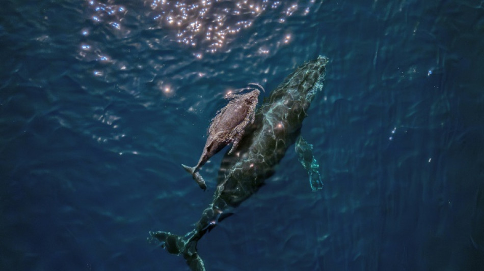 Baleias cantam graças a um órgão muito particular