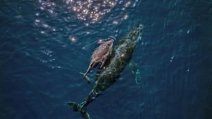 Le secret du chant des baleines caché au fond de leur larynx