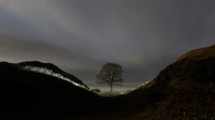 Schuldspr&uuml;che nach dem F&auml;llen des ber&uuml;hmtem "Robin Hood"-Baums in England