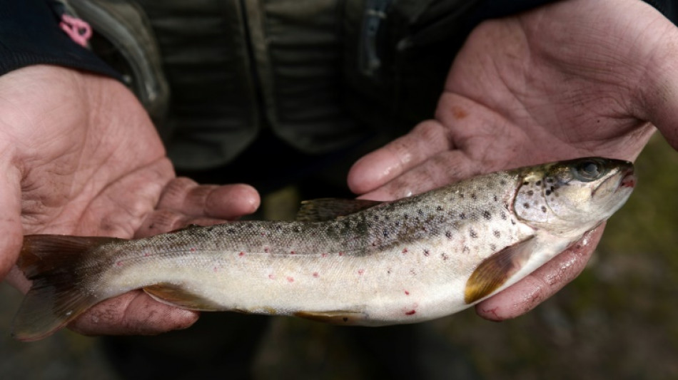 Eating one wild fish same as month of drinking tainted water: study