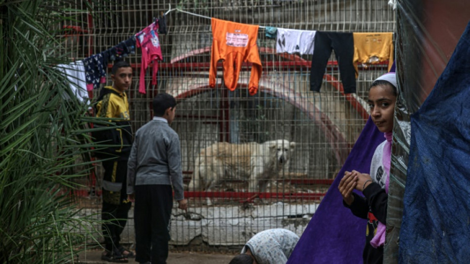 Los animales tambi&eacute;n pasan hambre en el zool&oacute;gico de la asediada Gaza
